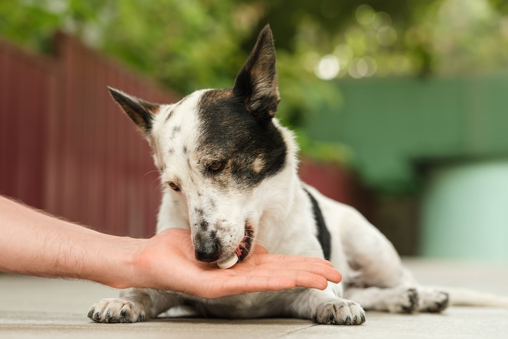 A black and white dog lying on the ground takes a treat gently from a person’s hand, outdoors with a blurred fence and greenery in the background.