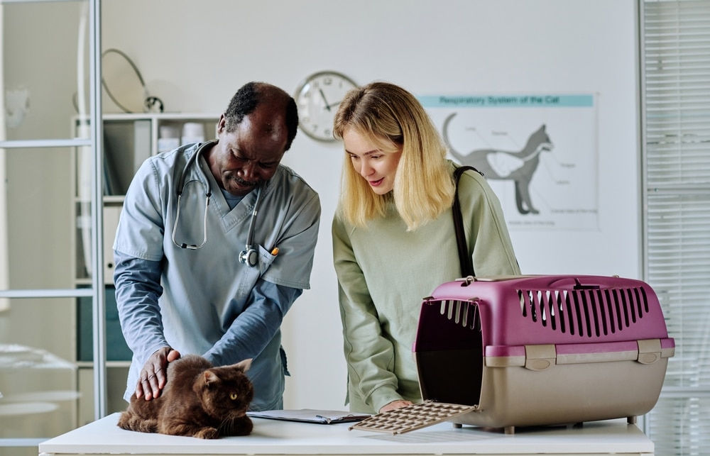 A veterinarian examines a brown cat on a table while a woman watches. A pet carrier sits nearby, and charts decorate the walls of the brightly lit veterinary office.