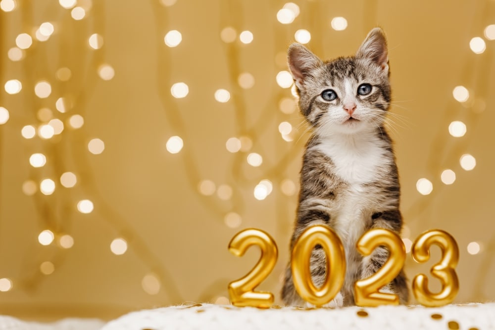A gray and white kitten sits in front of gold balloons shaped as “2023,” with warm, blurry lights in the background on a soft, white surface.