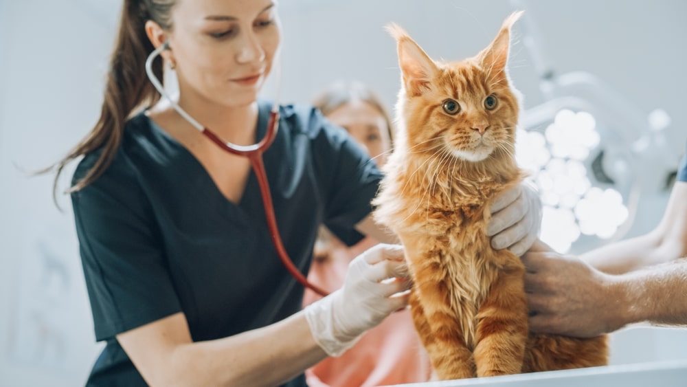 A veterinarian wearing gloves uses a stethoscope to examine a fluffy orange cat, while another person gently holds the cat on the exam table in a bright veterinary clinic.