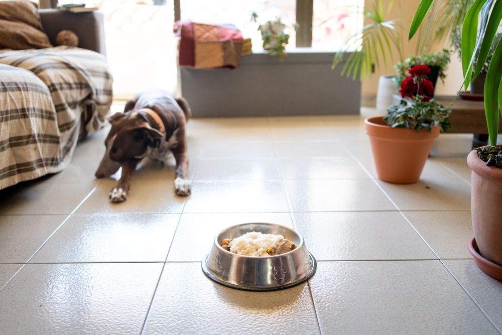 A brown dog lies on the tile floor of a living room, facing a bowl of food. The bowl is in the foreground, and there are potted plants and a sofa in the background near a sunlit window.