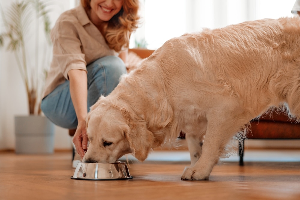 A woman kneels on the floor, smiling as she sets a metal bowl down for a golden retriever, who is eating from it indoors on a wooden floor.