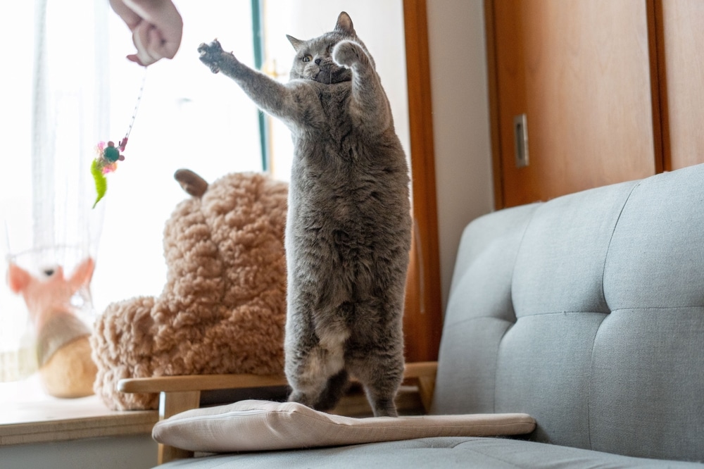 A gray cat stands on its hind legs on a cushion, reaching up with its front paws towards a toy being dangled by a person, in a cozy living room with a plush bear toy on a chair.