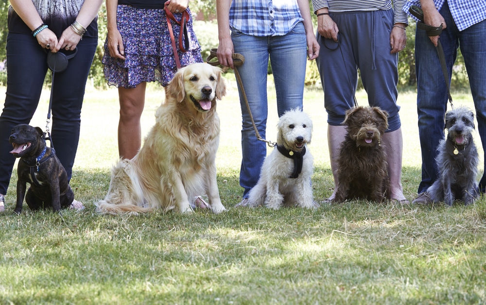 Five dogs of different breeds sit on grass with their owners standing behind them, only the lower halves of the people visible, each holding a leash.
