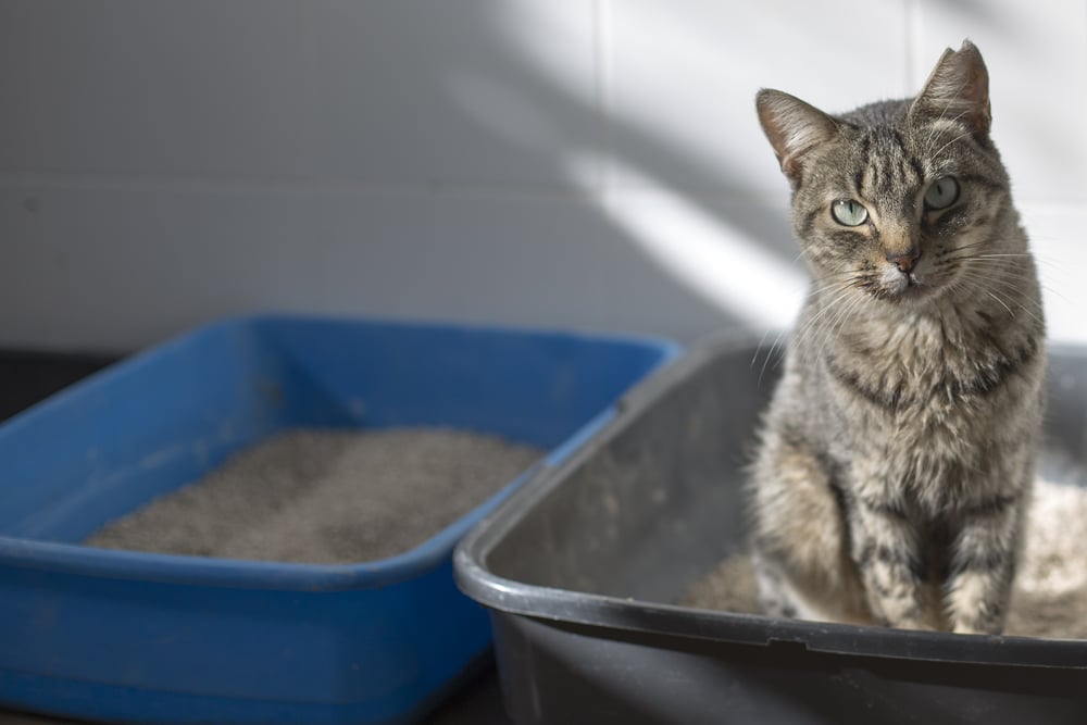 A tabby cat sits in a gray litter box, with a second blue litter box filled with litter beside it. Sunlight shines on the cat, creating shadows on the white tiled wall behind.