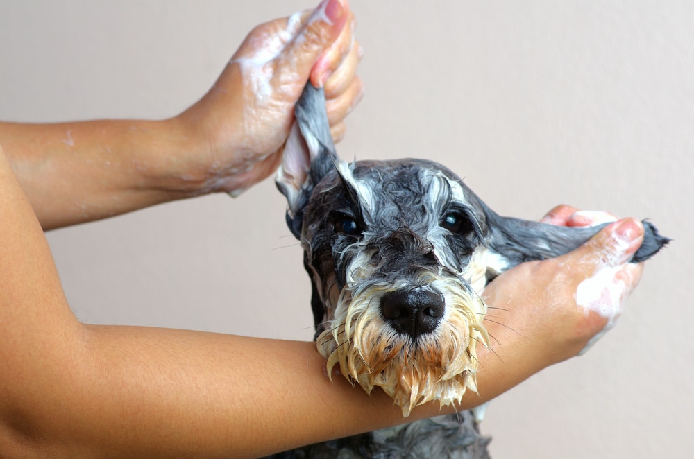 A schnauzer dog being bathed, its fur covered in soap suds while someone gently washes and holds its ears.