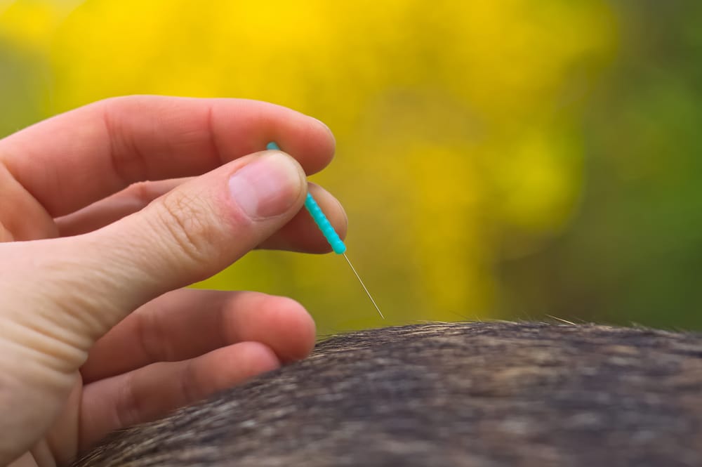 A hand holding a thin acupuncture needle above the fur of an animal, preparing to insert it, with a blurred yellow and green background.