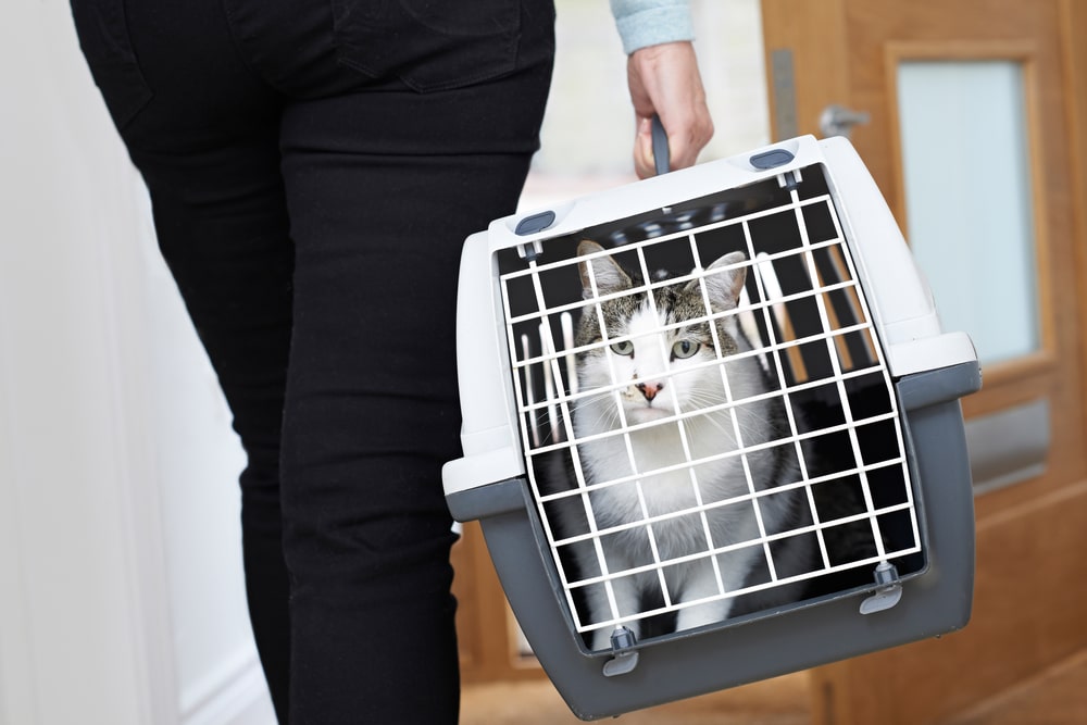 A person carries a gray and white cat in a pet carrier. The cat looks out through the white metal door while being transported indoors, near a wooden door.