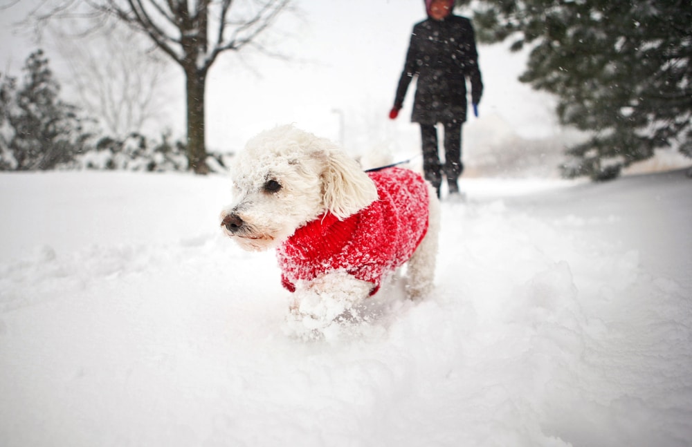 A small white dog wearing a red sweater walks through deep snow, while a person dressed in black follows behind during a snowy winter day.