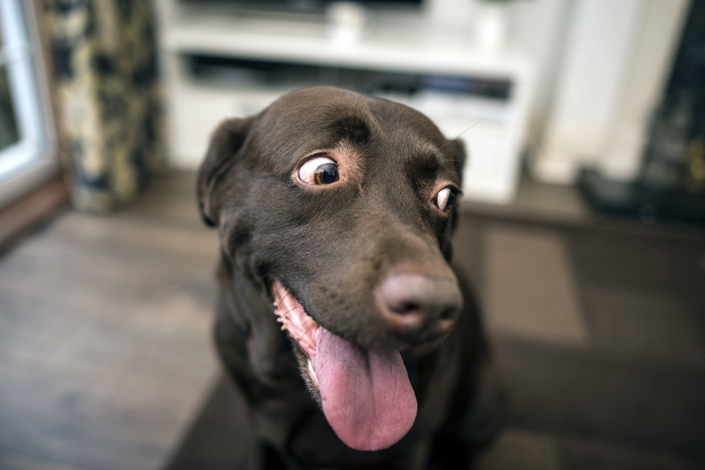 A close-up of a happy chocolate Labrador dog sitting indoors with its mouth open, tongue out, and eyes looking playfully to the side.