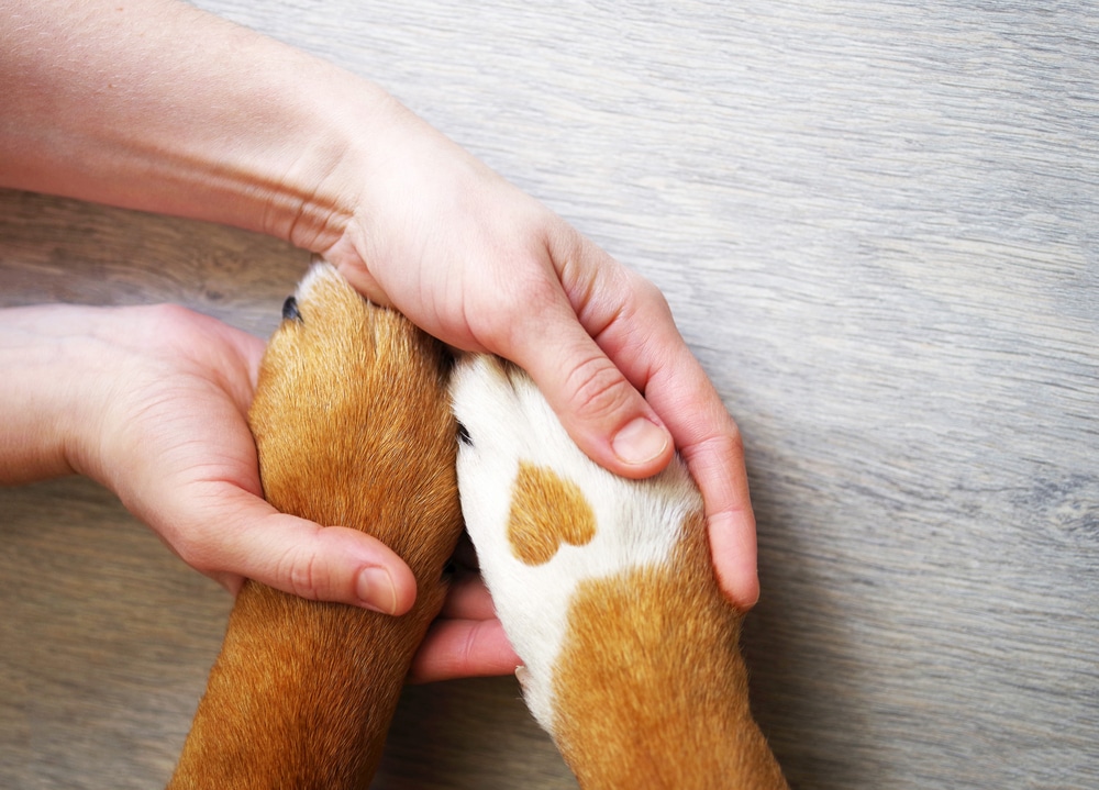 A person gently holds two dog paws, one of which has a heart-shaped spot, on a light wooden surface.