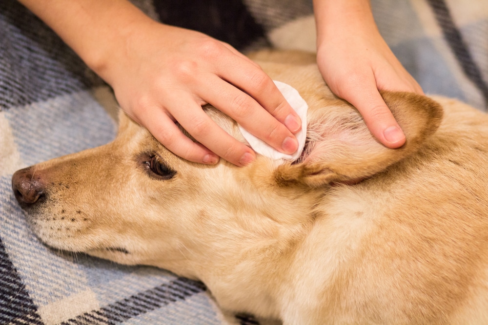 A person gently cleans a dog's ear with a cotton pad while the dog lies calmly on a blue and white plaid blanket.