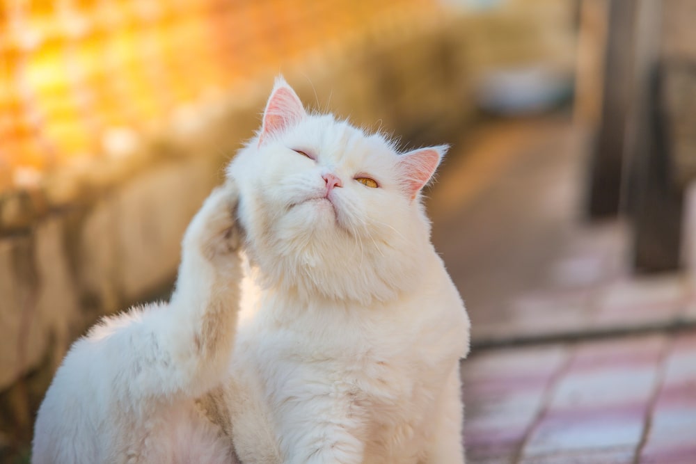 A fluffy white cat is sitting outdoors on a tiled surface, scratching its chin with its back foot. The background is blurred, with sunlight creating a warm, golden glow.
