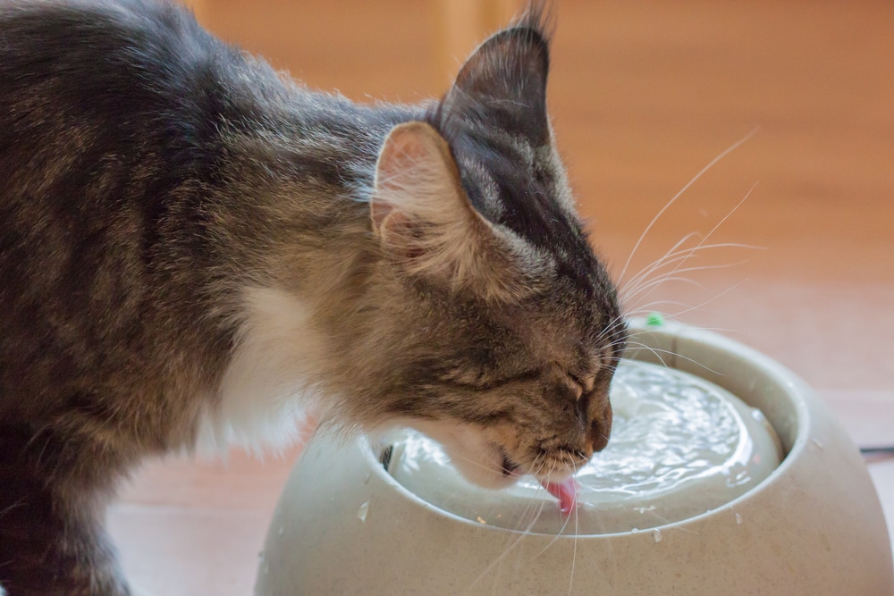 A close-up of a fluffy gray and white cat drinking water from a light-colored ceramic bowl, with its tongue out and eyes partially closed.
