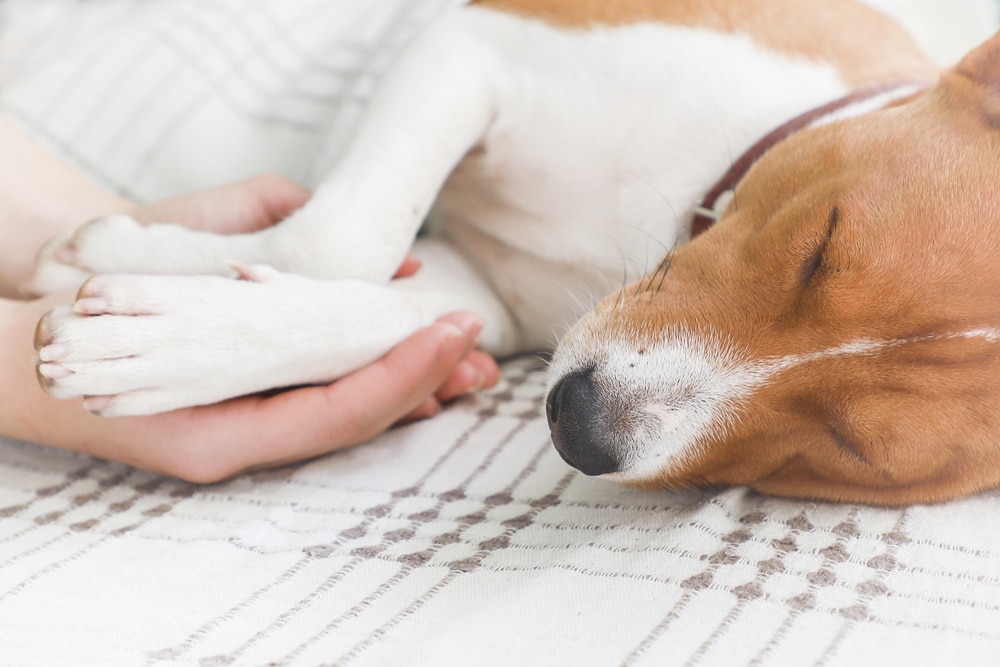 A brown and white dog is sleeping on a plaid blanket while a person gently holds its paw. The scene is calm and peaceful.