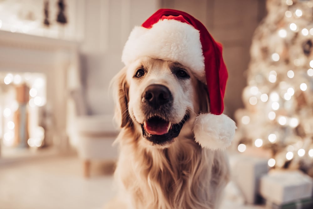 A golden retriever wearing a red and white Santa hat sits indoors with a decorated Christmas tree and festive lights blurred in the background.