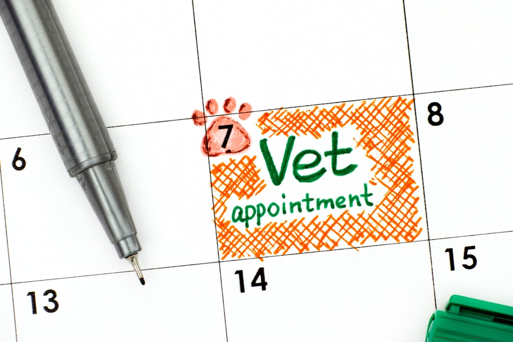 A calendar shows a vet appointment marked on the 7th with orange crosshatch, green text, and a red paw print. A pen rests nearby, and part of a green object is visible in the corner.
