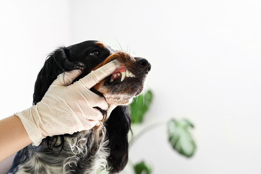 A person wearing a latex glove lifts the lip of a black and brown dog to check its teeth, with a green plant blurred in the background.