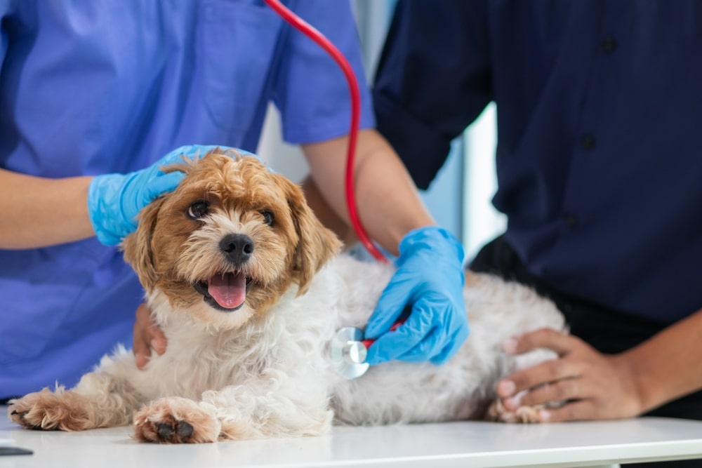 A small, happy dog lies on an exam table while a veterinarian in blue gloves uses a stethoscope to check its heartbeat. Another person gently holds the dog in place.